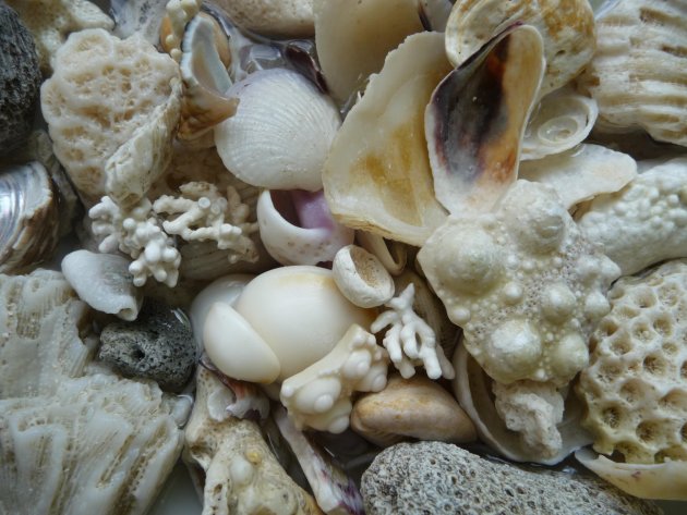 Stilleven van koraal en schelpen