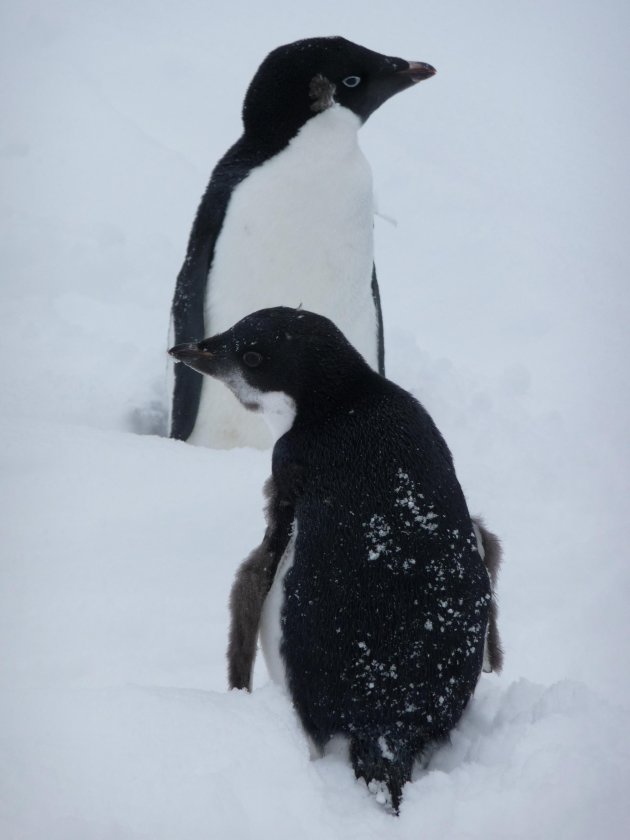 Pinguins op wacht