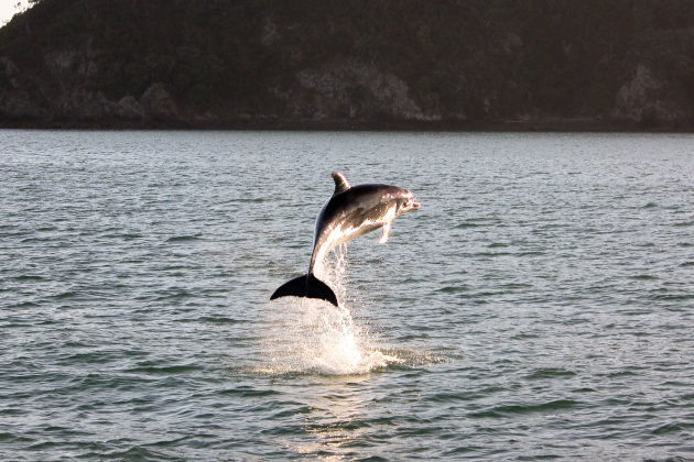 Springende dolfijn in Bay of Islands