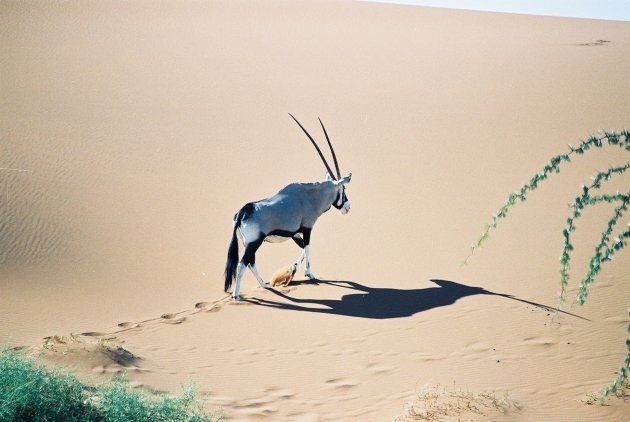 longhorn, oryx