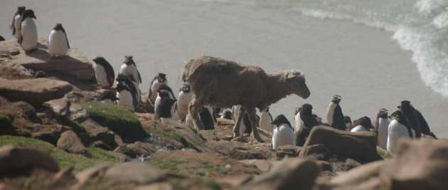 West-Falkand, schaap tussen de pinguisn en albatrossen
