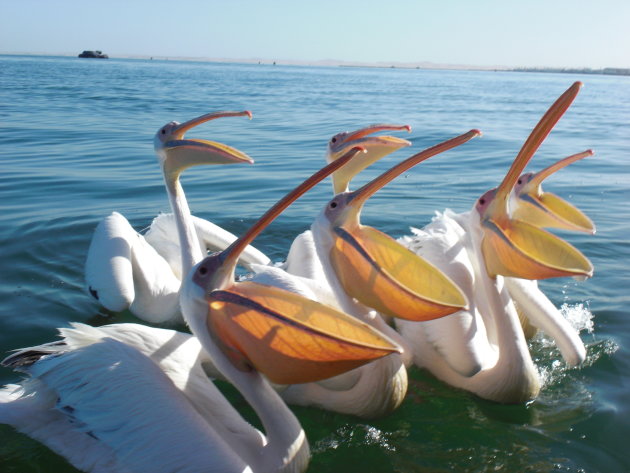 Hongerige pelikanen