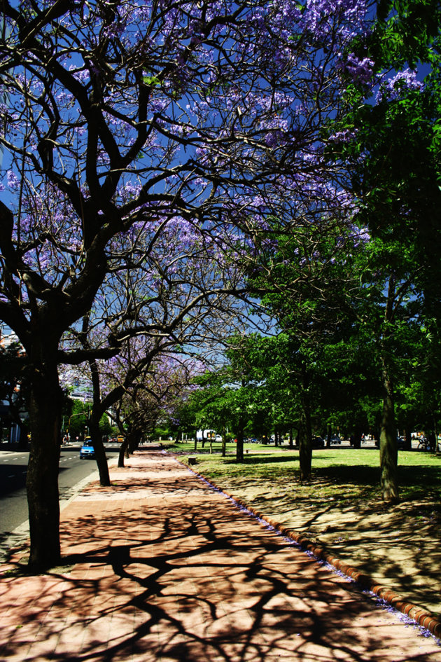 paarse bloemen in Buenos Aires