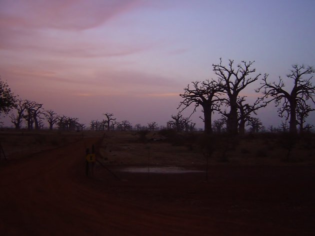 Nacht valt over Forêt de Baobab