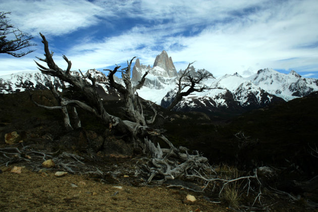 Dode bomen in Patagonie
