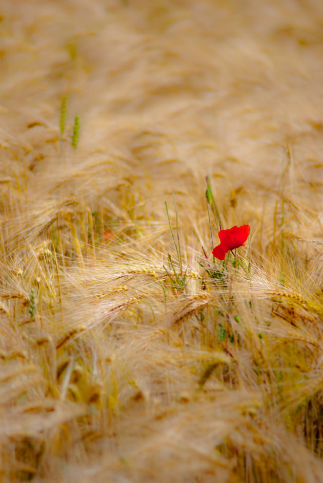 Een wilde rode roos in het graanveld