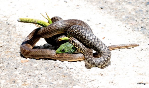 Gevecht van slang met hagedis