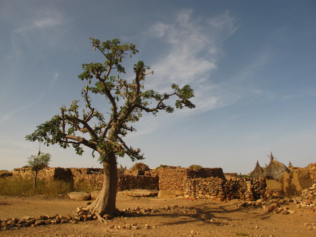 Baobab in Djiguibombo