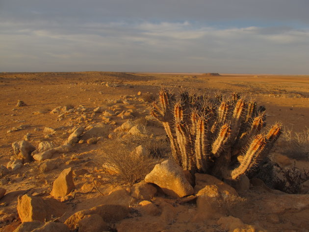 Cactus in Westelijke Sahara