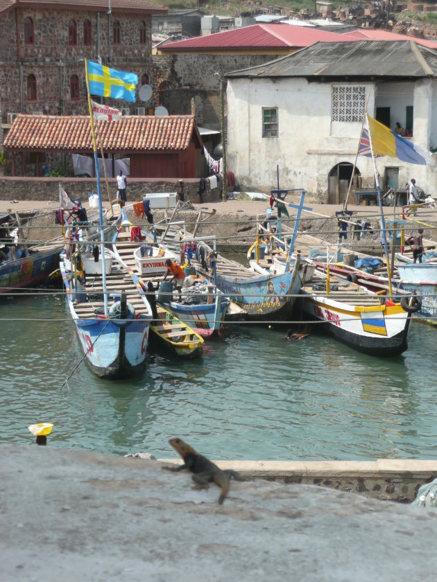 Hagedis geniet van uitzicht in Elmina