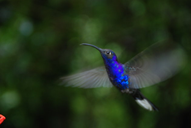 Kolibrie geniet van nectar