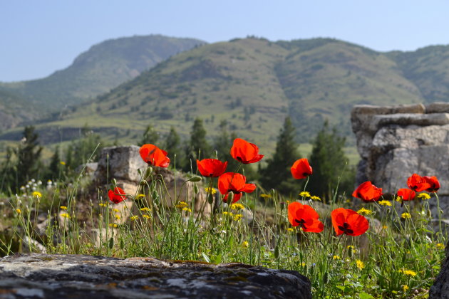Wilde bloemen bij Hierapolis