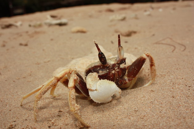 Mr Crab defending