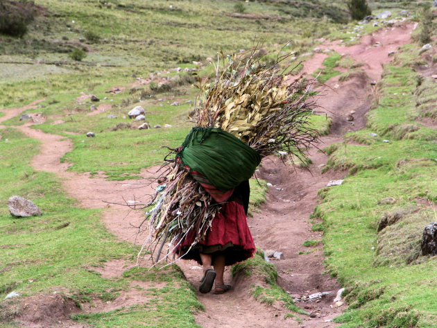 Takkenvrouwtje op helling in Peru