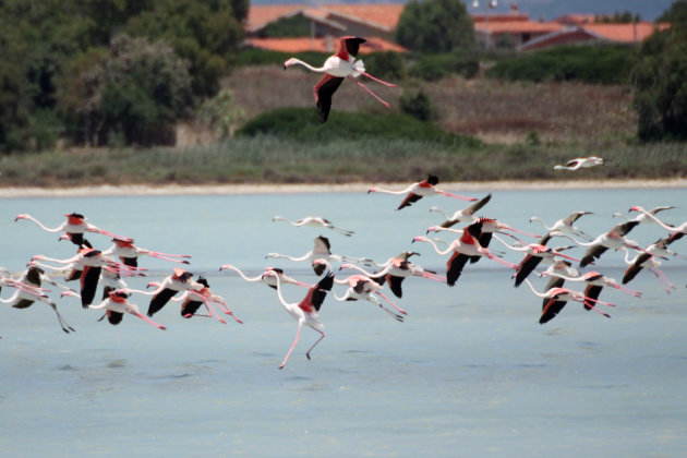Vliegende flamingo's