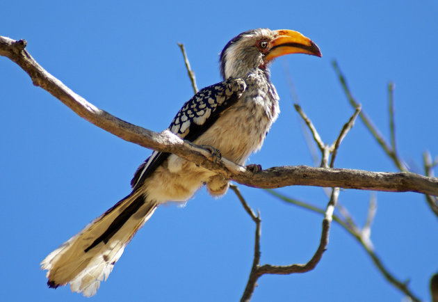 Southern yellow-billed hornbill 