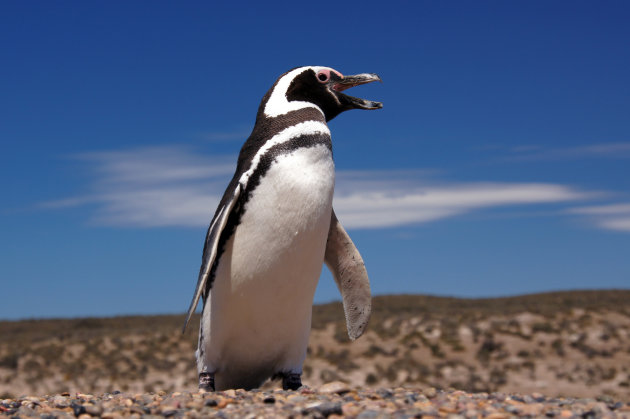 Magelhaen pinguïns
