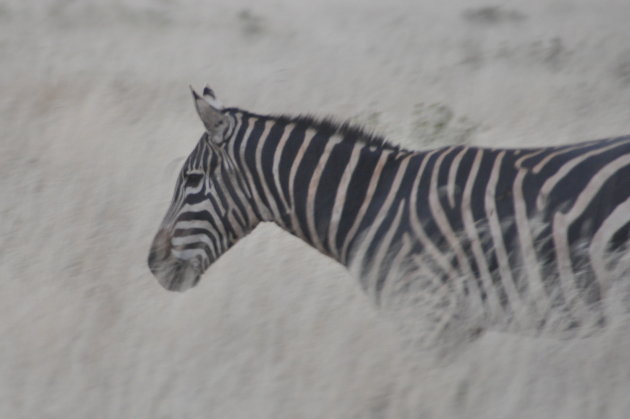 Een zebra in het hoge gras in Taita Hills