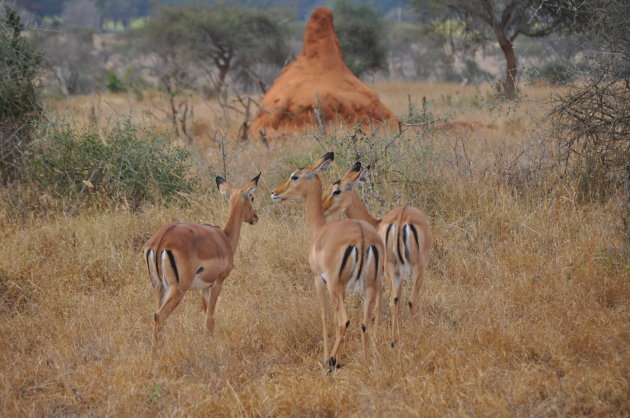 groepje dames impala's
