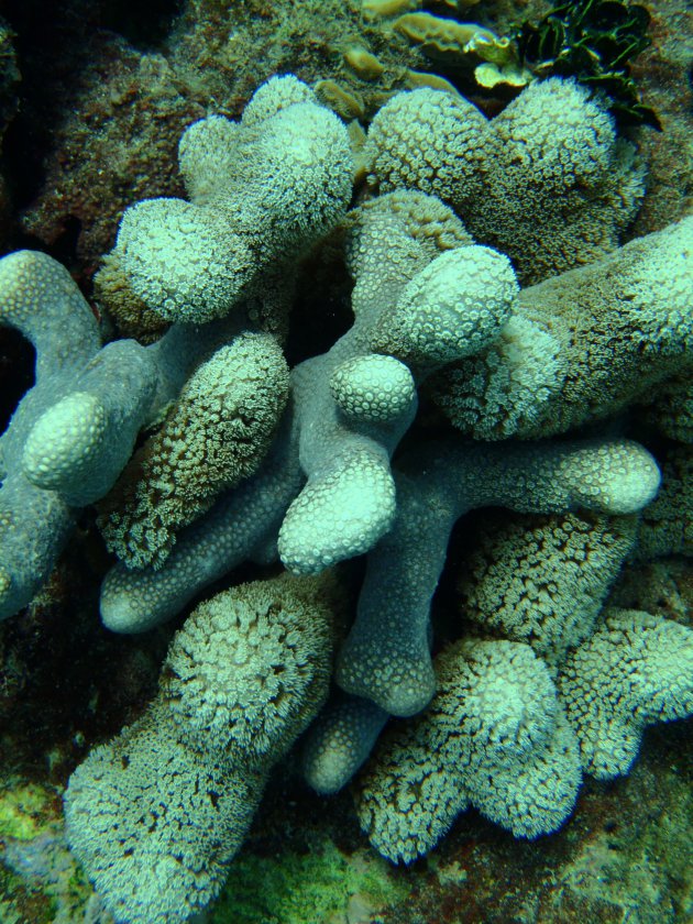 Close-up koraal