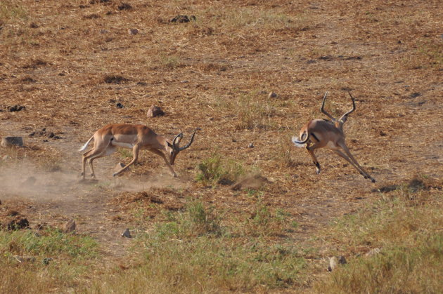 twee stoeiende impala's 