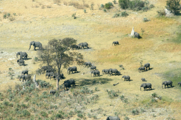 Okavango olifanten