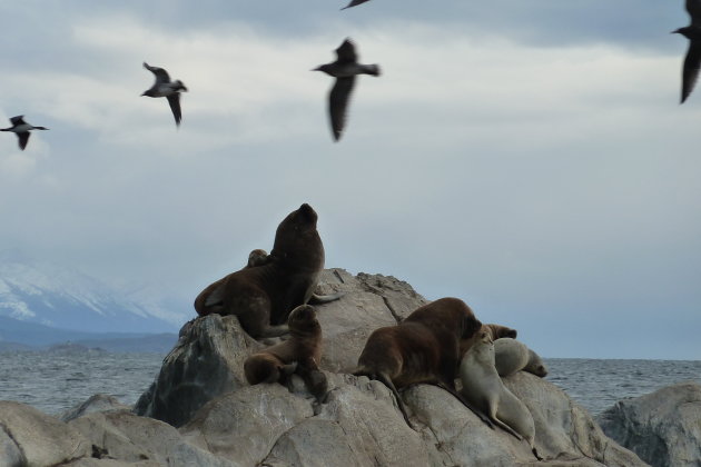 zeeleeuwen op een eilandje in het Beaglekanaal