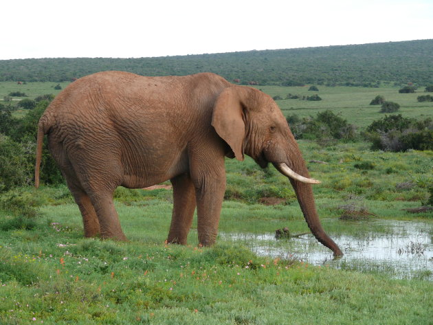 Water drinkende olifant