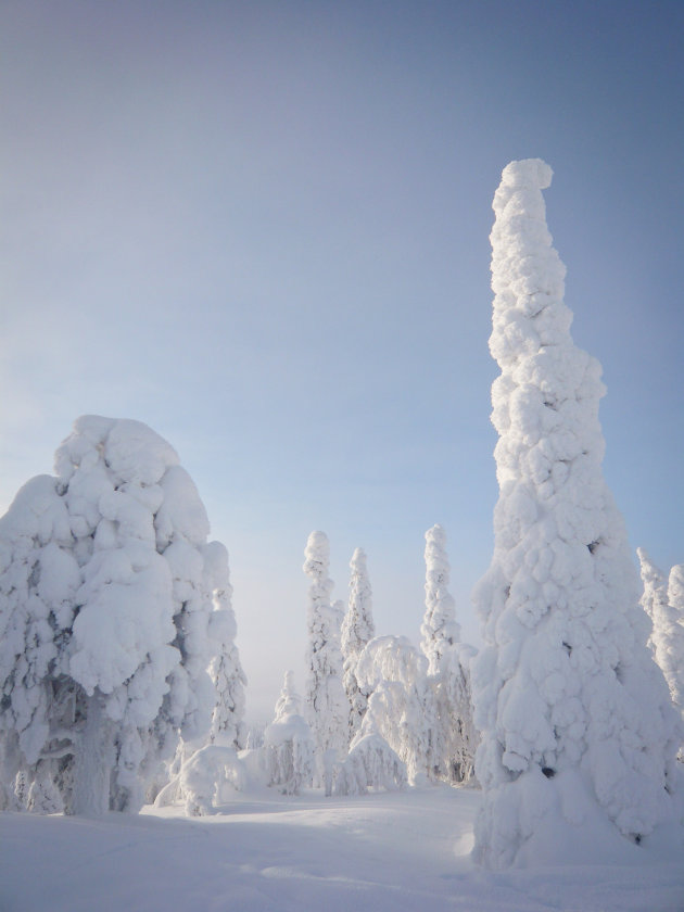 Besneeuwde bomen in Lapland 2