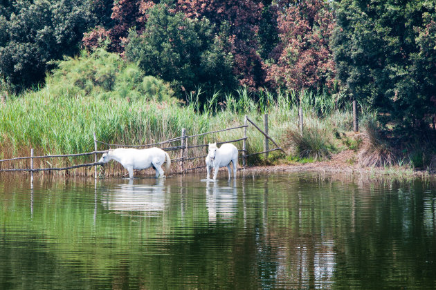 Wild horses drinking in water, taken in italy delta po reserve