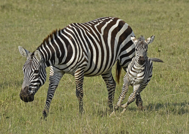 Zebra'tje aan het spelen met moeders