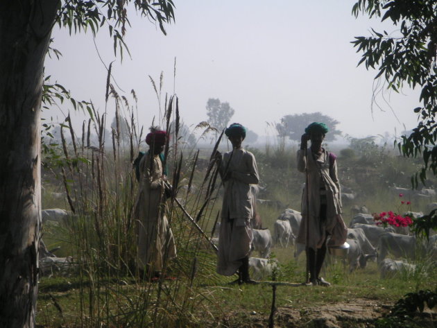 Herders bij Agra