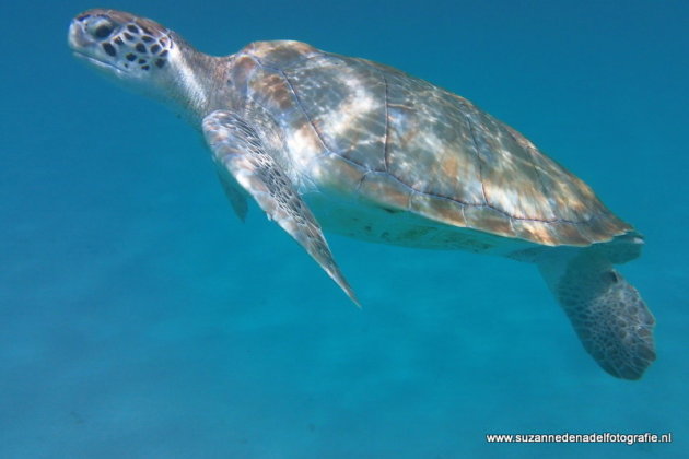 Schildpad bij Barbados