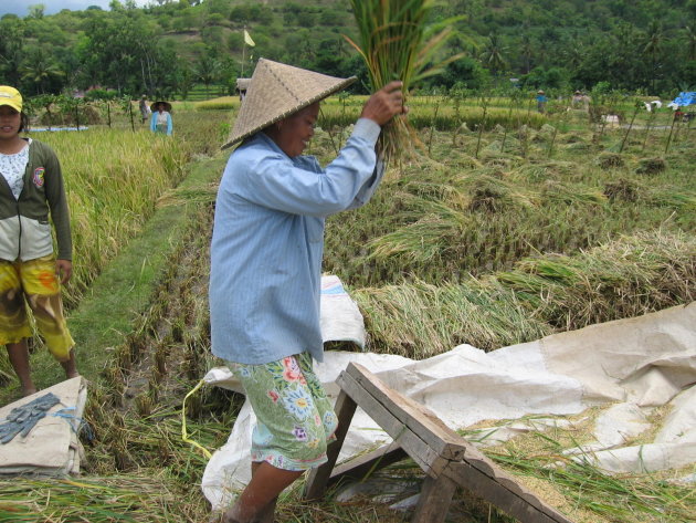 een vrouw slaat de rijst uit in het veld