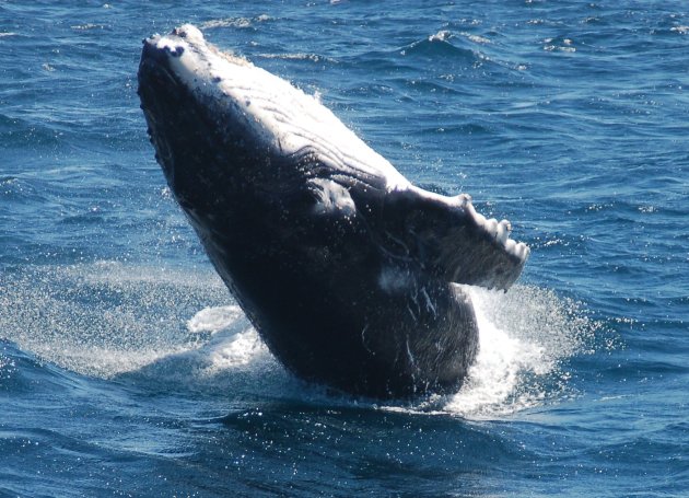 walvis 