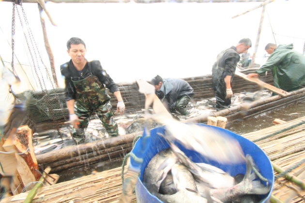 Verantwoord vissen op het Dongtingmeer