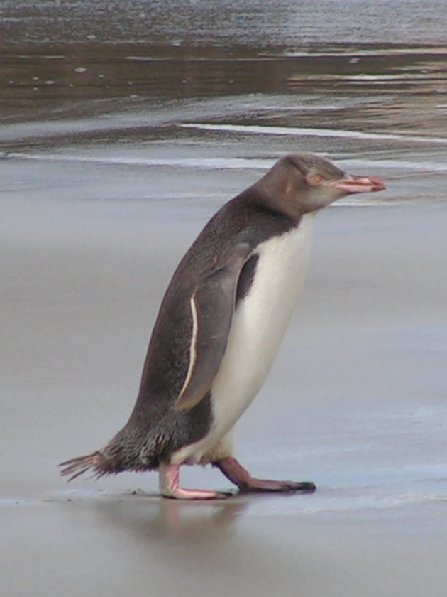 Overstekende pinguin!