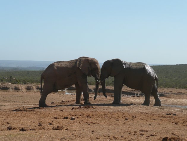 Bijna-gevecht tussen 2 volwassen olifanten
