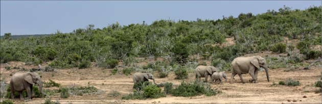 Groep olifanten in zuid afrika 