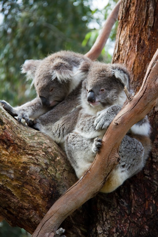 Koala-duo