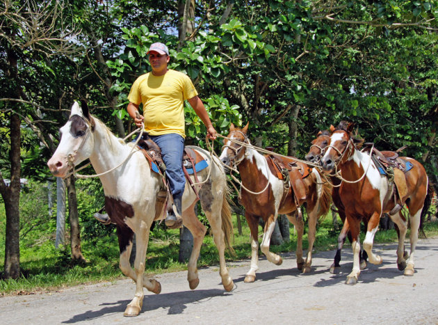 paarden van Cuba