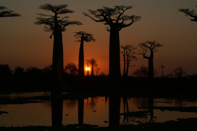 Avenue de Baobab - Zonsondergang