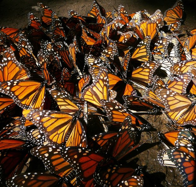 Monarchvlinders op overwintering in Mexico