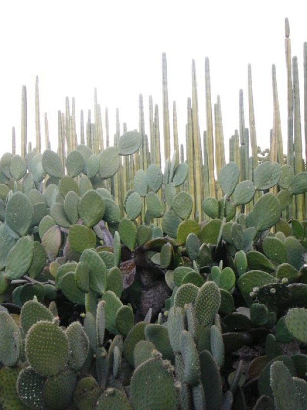Cactuslandschap