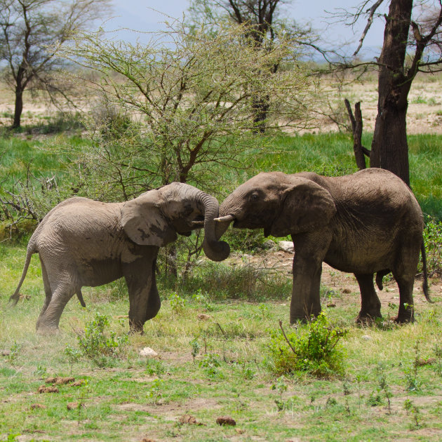 Spelende Afrikaanse mannetjesolifanten