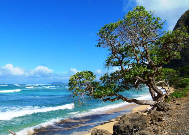 Noord-Oost kant van Oahu - Hawaii
