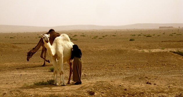 kamelenfluisteraar