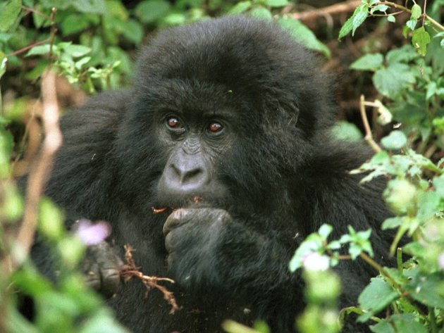 Een Berggorilla in Virunga NP