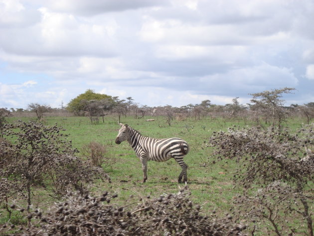 zebra in Kenia