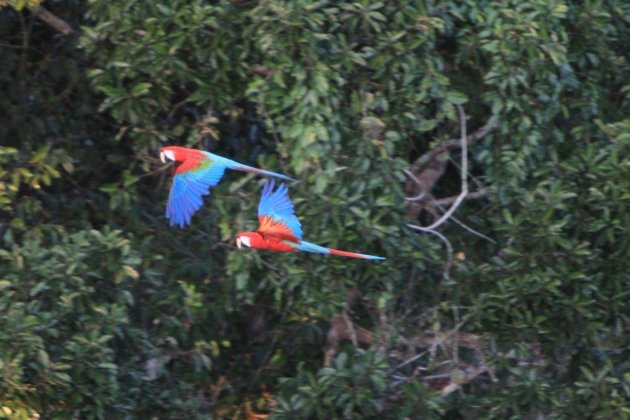 twee macaw's boven de bomentop in de Amazone